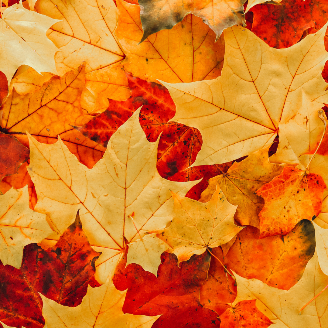 Self-Care Tips for Entrepreneurs During Autumn